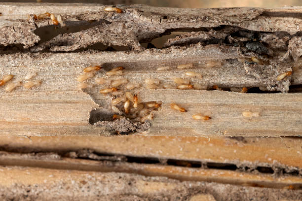 Bird Control in Grand Ronde, OR